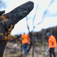 A resprouting tree